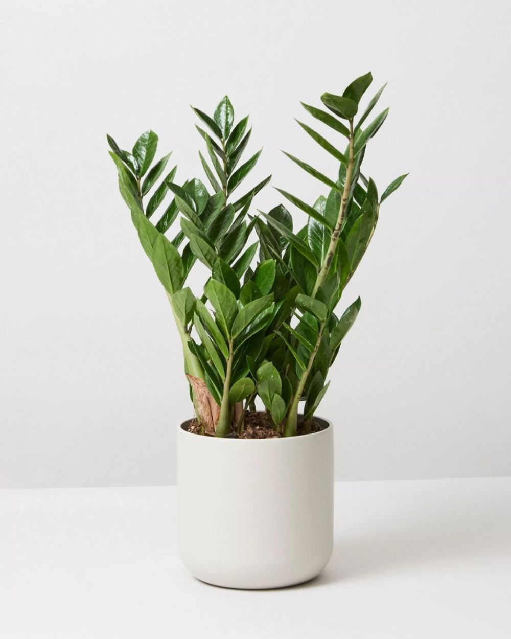 Zamioculcas zamiifolia